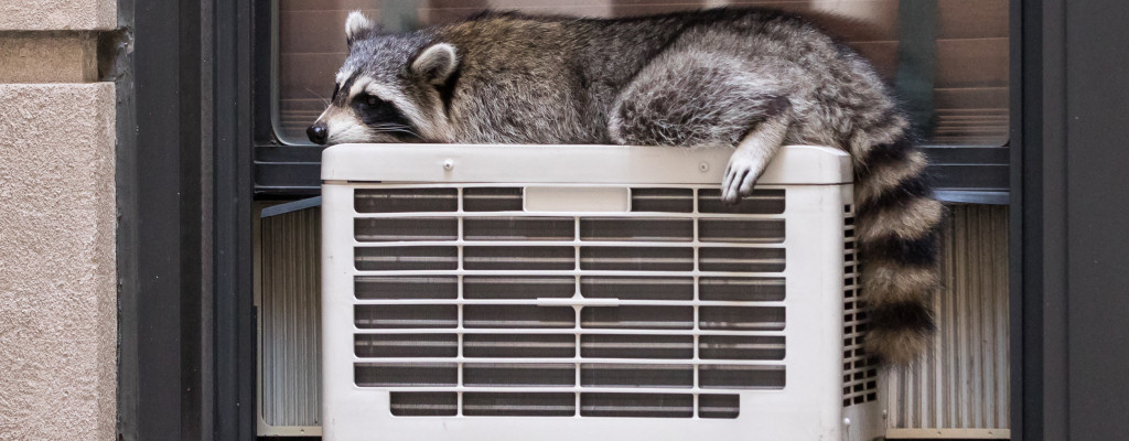 A cheap window AC has budget appeal, but be wary - you get what you pay for, and can be dangerous!