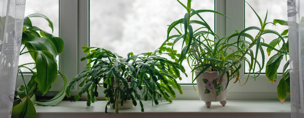 Let us take the guesswork out of your winter thermostat settings. Your houseplants will thank you!